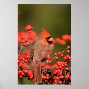 Póster Cardeal do norte no Winterberry comum