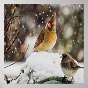 Poster Cardeal E Mineração Na Neve