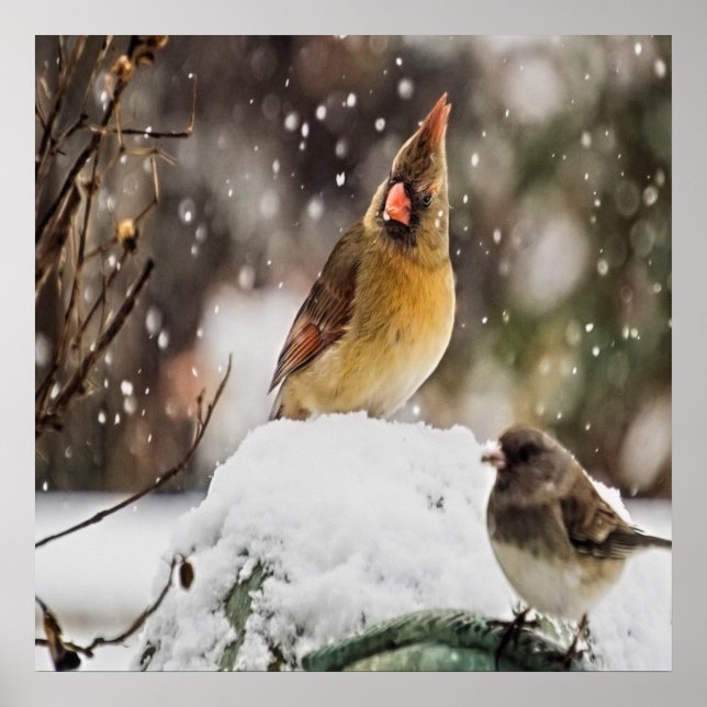 Poster Cardeal E Sparrow Na Neve (Frente)