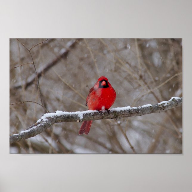 Poster Cardeal em uma tempestade de neve (Frente)