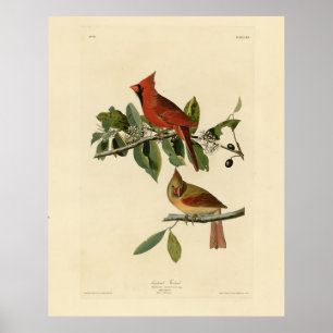 Poster Cardeal Grosbeak das Aves da América de Audubon