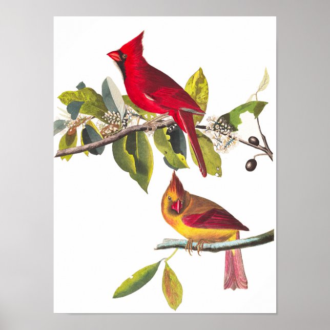 Poster Cardeal Grosbeak por John James Audubon (Frente)