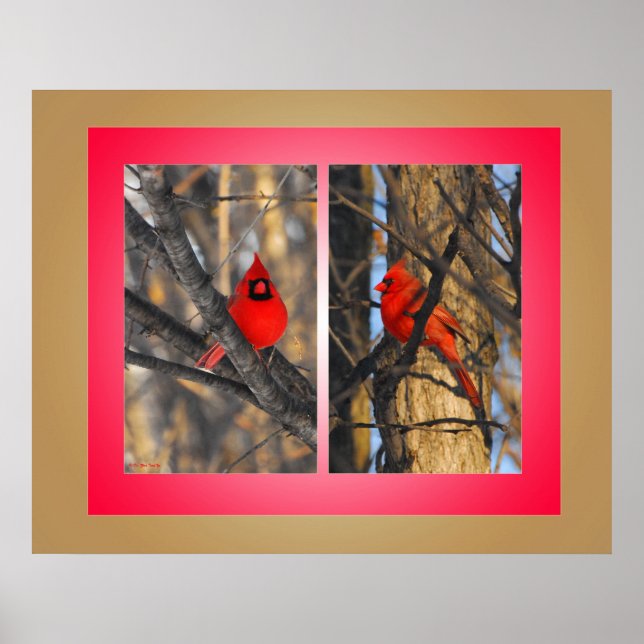 Poster Cardeal numa manhã de inverno "sensível" (Frente)