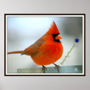 Póster Cardeal vermelho do pássaro