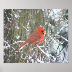 Póster Cardeal vermelho no inverno