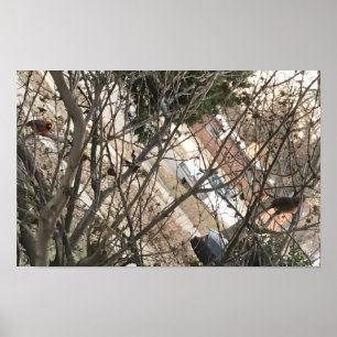 Poster Cardinais