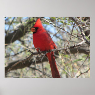 Poster Cardinal