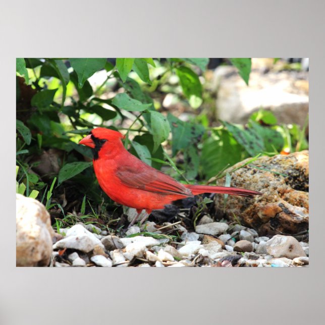 Poster Cardinal (Frente)