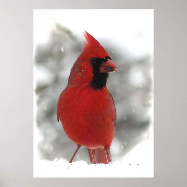 Póster Cardinal (Frente)