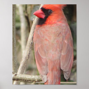 Poster Cardinal
