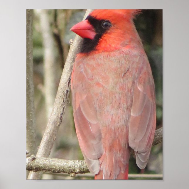 Poster Cardinal (Frente)