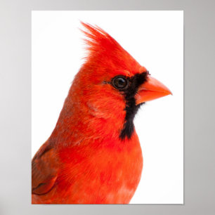 Poster Cardinal