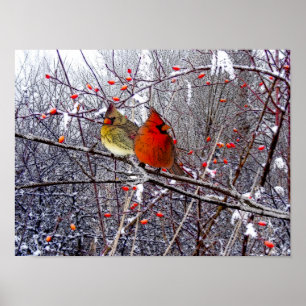 Poster cardinal da floresta