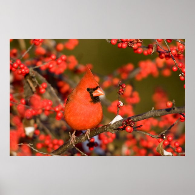 Póster Cardinal de norte em framboesa comum (Frente)