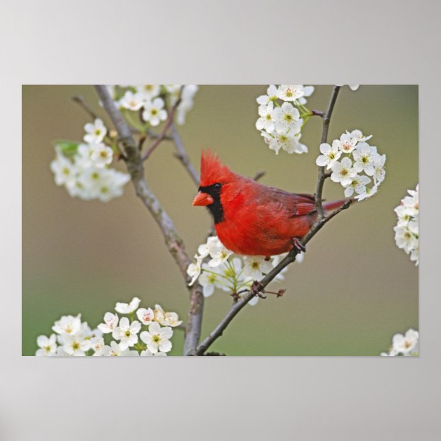 Poster Cardinal-do-norte (Frente)