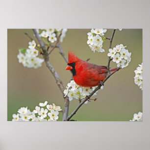 Póster Cardinal-do-norte