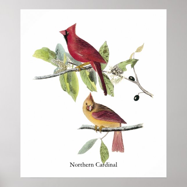 Póster Cardinal do Norte Audubon (Frente)