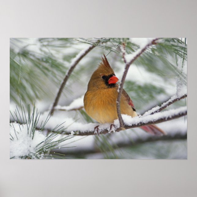 Póster Cardinal do norte fêmea em pinheiro coberto de nev (Frente)