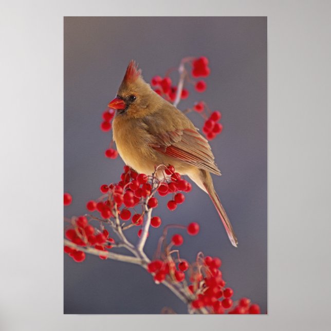 Póster Cardinal-do-norte fêmea entre espinheiro (Frente)