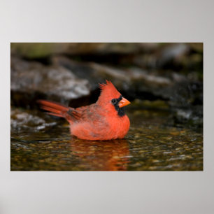 Poster Cardinal-do-norte macho banhando-se