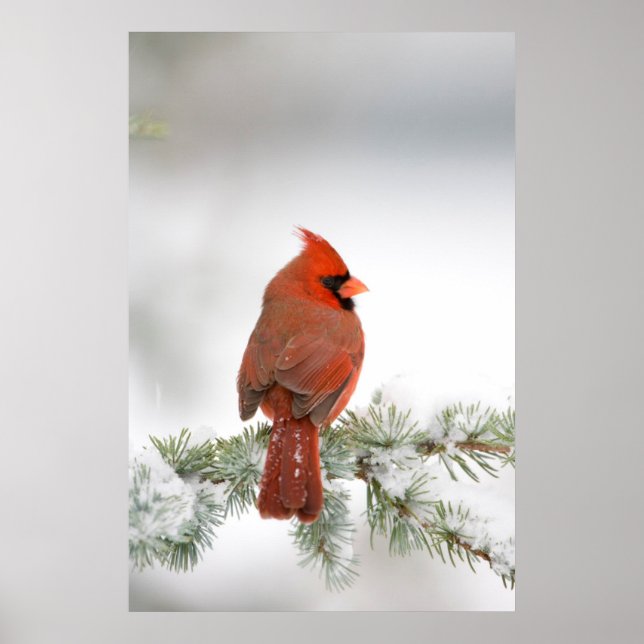 Poster Cardinal-do-norte macho em Cedro-do-Atlas Azul (Frente)