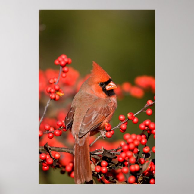 Póster Cardinal do norte sobre o framboesa comum (Frente)