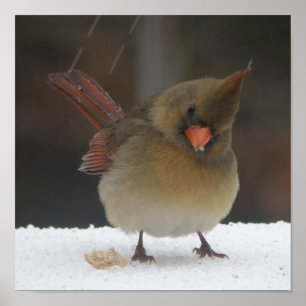 Poster cardinal fêmea
