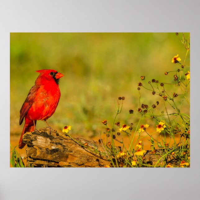 Poster Cardinal macho em tronco (Frente)