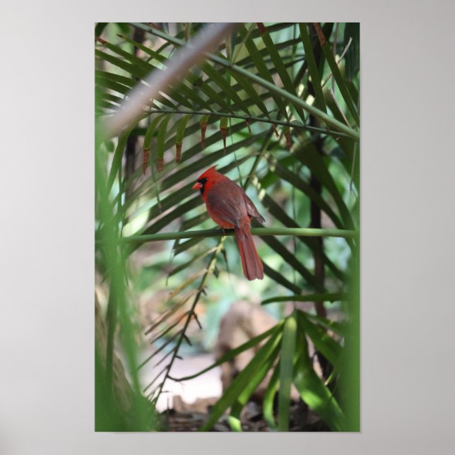 Poster Cardinal Tropical nas palmeiras (Frente)