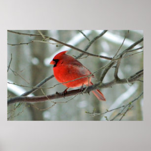 Poster cardinal vermelho do inverno