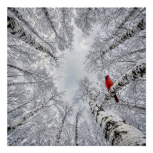 Póster Cardinal Vermelho em uma Floresta de Bétula Branca