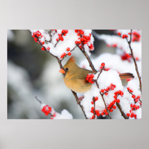 Poster Cardinal vermelho fêmea em Winterberry Comum