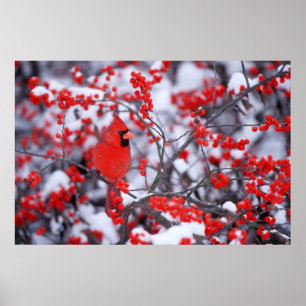 Poster Cardinal-vermelho macho, Inverno, IL