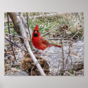 Poster Cardinal Vibrante