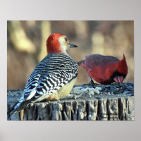 Cardinho Vermelho e Pica-Pau Vermelha