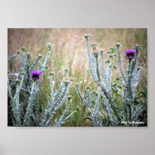 Poster Cardo Cottonoso, Planta Onopordum