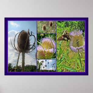 Póster Cardo da carda - fullonum do Dipsacus