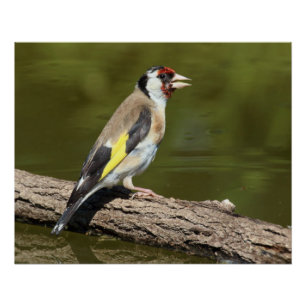 Póster Carduelis carduelis