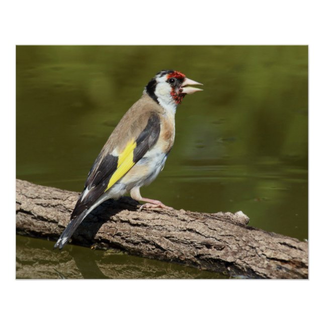 Póster Carduelis carduelis (Frente)