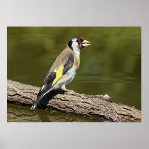 Póster Carduelis carduelis