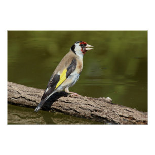 Póster Carduelis carduelis
