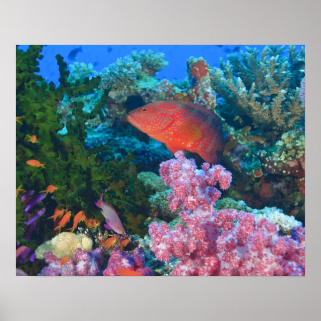 Poster cardume de Anthias do Sul (Pseudanthias (Frente)