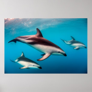 Póster Cardume de golfinhos-pretos ao largo de Kaikoura