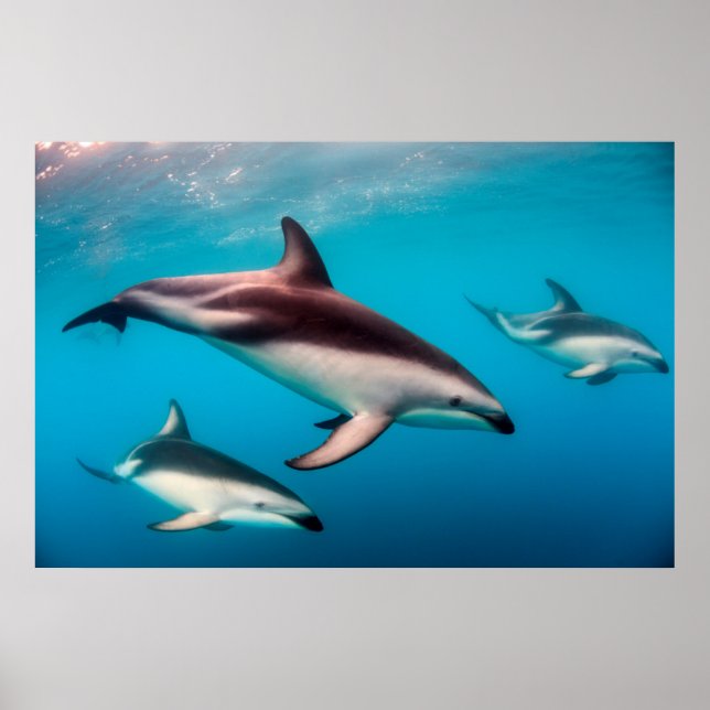 Póster Cardume de golfinhos-pretos ao largo de Kaikoura (Frente)