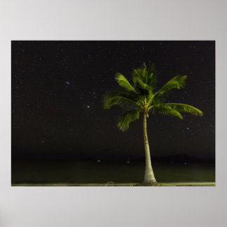 Póster Cardwell Palm