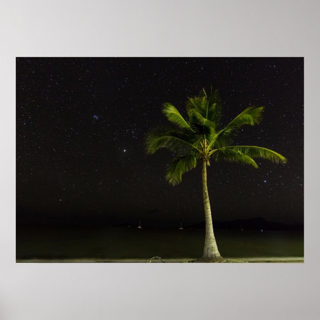 Póster Cardwell Palm (Frente)