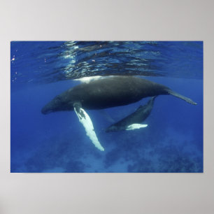 Poster Caribe, arquipélago das maiores Antilhas,