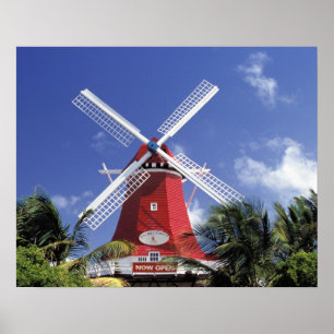 Póster Caribe, Aruba. Moinho Antigo, convertido em 'Moinh