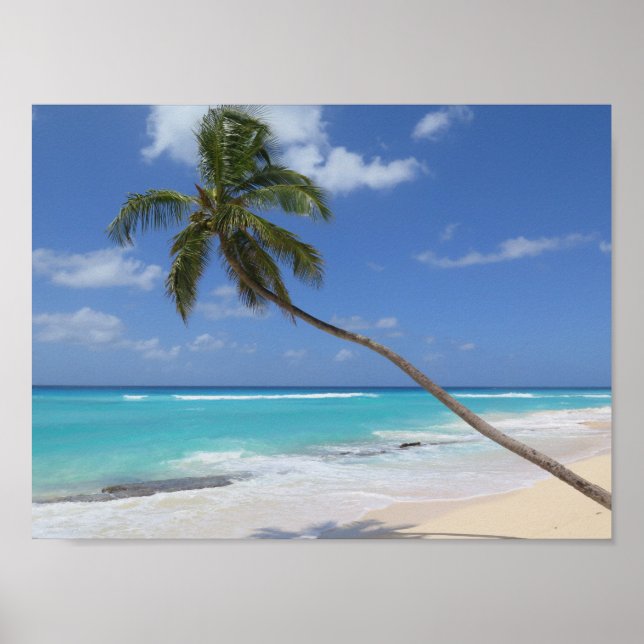 Póster Caribe de praia da palmeira Barbados (Frente)