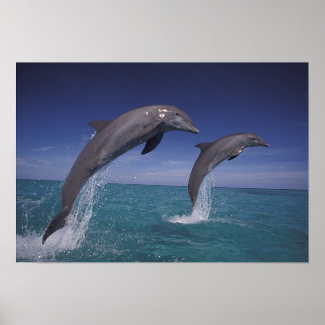 Póster Caribe, golfinhos-de-garganta Tursiops 8 (Frente)